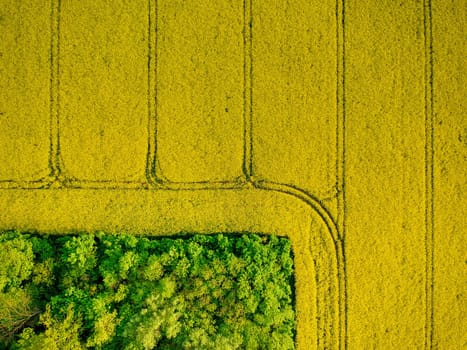 Yellow field rapeseed in bloom