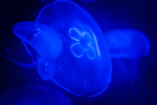 Close-up, detailed jellyfish in ultraviolet light isolated on deep blue and black background