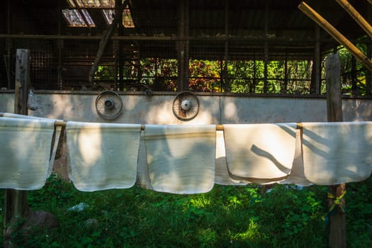 Naturally acquired India rubber, caoutchouc, hanging in sheets on bamboo pole to dry