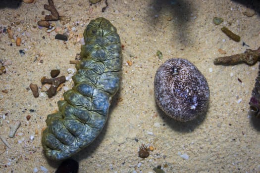 Two large Sea Cucumbers, Echinoderm, in the bottom of water tank