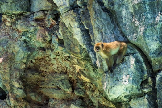 Adult big monkey, Rhesus Macaque, sitting on the cliff and guarding the pack, isolated on rocky background