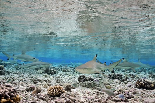 Blacktip reef sharks in the falch water of Tetamanu - South Seas