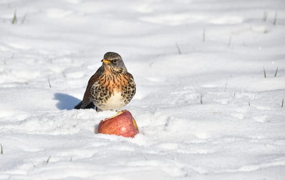 Juniper thrush in winter