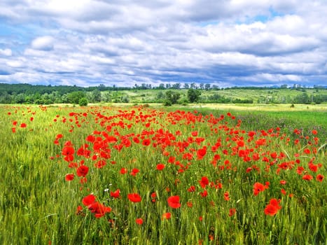 Romanian summer countryside with green fields and wildflowers