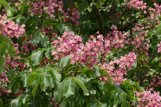 Red chestnut blossoms on tree branches, Germany, Europe