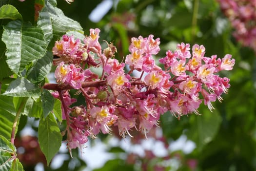 Red chestnut blossoms on tree branches, Germany, Europe