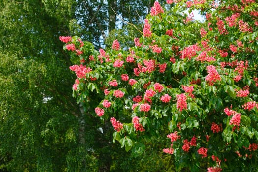 Red chestnut blossoms on tree branches, Germany, Europe