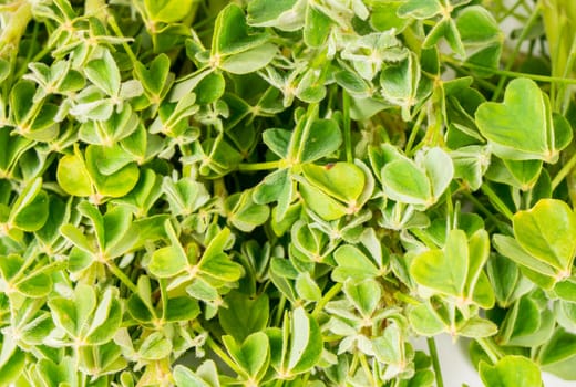 Organic edible herb green oca leaves Oxalis tuberosa close up