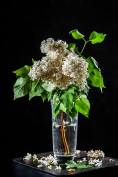 Branches of white lilac in glass vase on black background. Spring branch of blooming lilac on the table with black background. Fallen lilac flowers on the table.