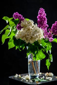 Branches of white and purple  lilac in glass vase on black background. Spring branch of blooming lilac on the table with black background. Fallen lilac flowers on the table.