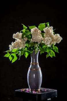 White branches of lilac in vase on black background. Spring branch of blooming lilac on the table with black background. Fallen lilac flowers on the table.