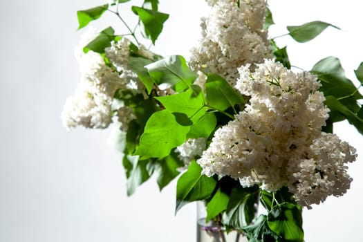 Branches of white lilac in vase on white background. Spring branch of blooming lilac on the white background.
