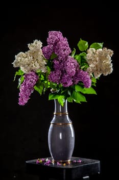White and purple branches of lilac in vase on black background. Spring branch of blooming lilac on the table with black background. Fallen lilac flowers on the table.