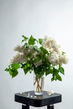 White branches of lilac in glass vase on gray background. Spring branch of blooming lilac on the table with gray background. Fallen lilac flowers on the table.