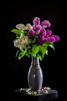 Branches of white and purple lilac in vase on black background. Spring branch of blooming lilac on the table with black background. Fallen lilac flowers on the table.