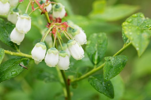 Close up of blueberry flowers covered in dew on a spring morning.