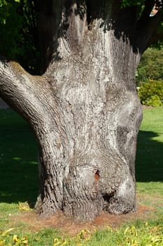 old gnarled sawed tree stump