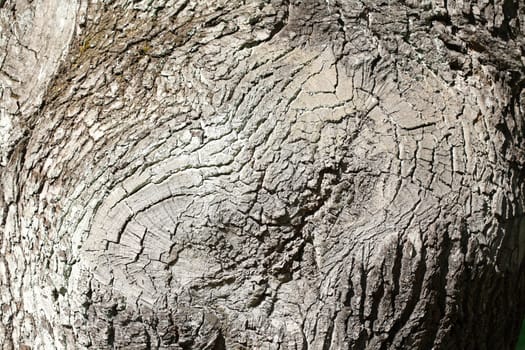 gray tree bark with, wood texture, background image