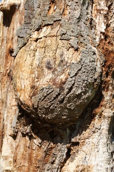 Old knotty tree trunk with round adhesion, wood texture, background image