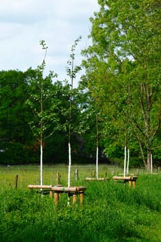 Tree shelter made of wood on a meadow, Germany
