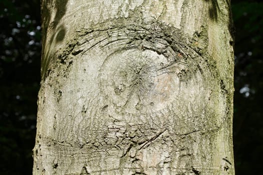 Old gnarled tree trunk with growth, wood texture, background image..