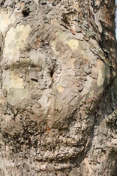 Old knotty tree trunk with round adhesion, wood texture, background image