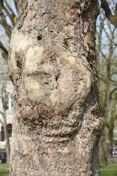 Old knotty tree trunk with round adhesion, wood texture, background image