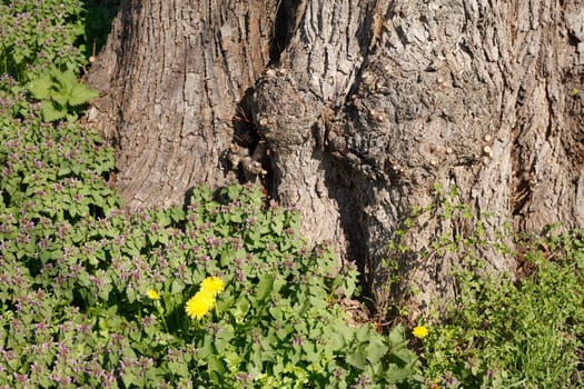 Old gnarled tree trunk, meadow, Germany