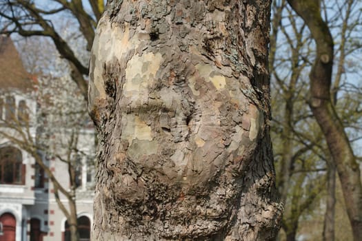 Old knotty tree trunk with round adhesion, wood texture, background image