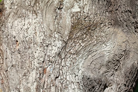gray tree bark with, wood texture, background image