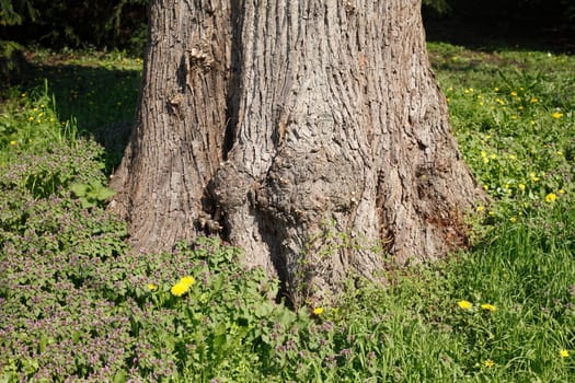 Old gnarled tree trunk, meadow, Germany