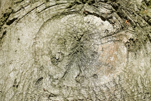 Old gnarled tree trunk with growth, wood texture, background image..