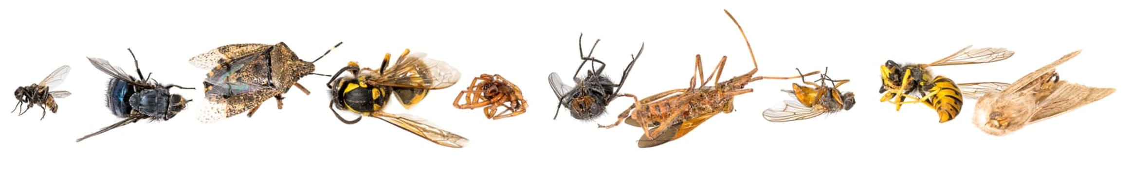 Many different colorful dead insects are in one pile. Isolated on white