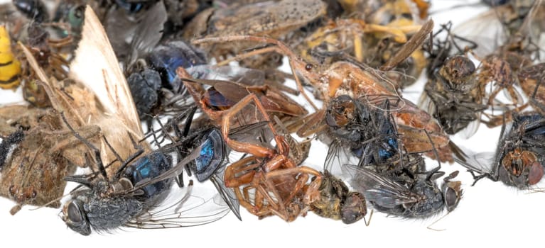 Many different colorful dead insects are in one pile. Isolated on white