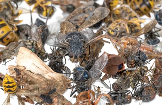 Many different colorful dead insects are in one pile. Isolated on white