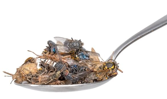 Many dead insects lie on a tablespoon , isolated on white
