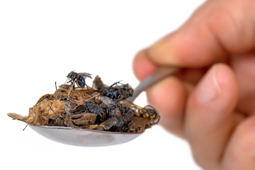 Many dead insects lie on a tablespoon held in the hand, isolated on white