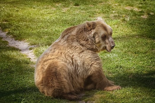 Brown bear resting on the green lawn