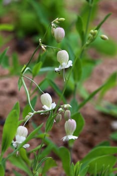 Cone-fruited limewort Silene conica