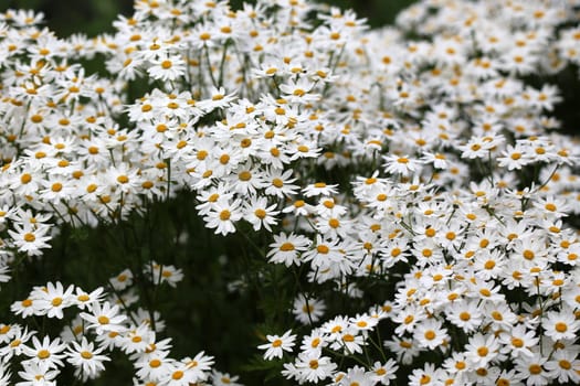 Tanacetum corymbosum