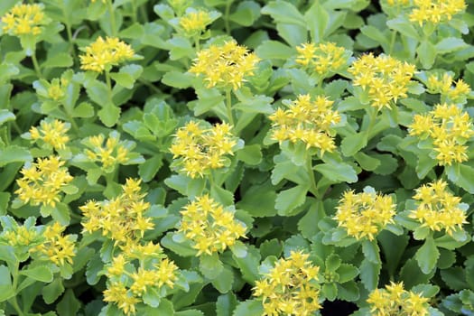 Kamchatka fat hen Sedum kamtschaticum on an inland dune