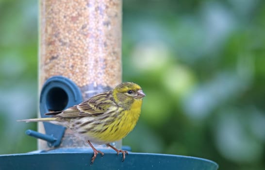 Girlitz Serinus serinus at the feeding station