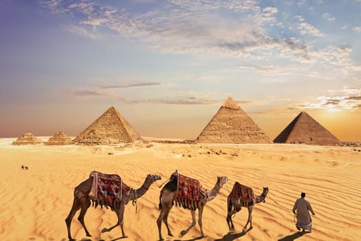 Camel caravan near the Great Pyramids of Giza in Egypt.