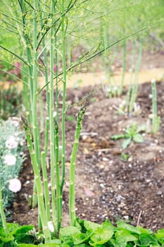 Asparagus spears growing in the garden