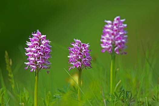 Three specimens of monkey orchids Orchis simia at Schelinger Kirchberg in the Kaiserstuhl