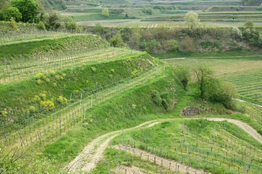 Viticulture on small terraces between Bickensohl and Achkarren in the Kaiserstuhl