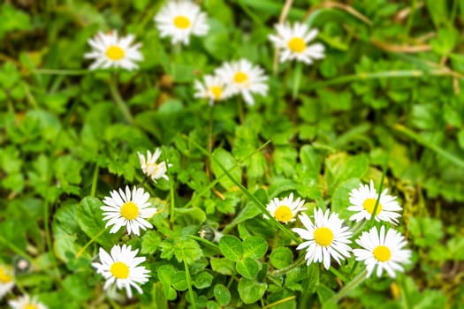 White Daises flowers on meadow during spring blossom with sunrays, selective focus and blurred background