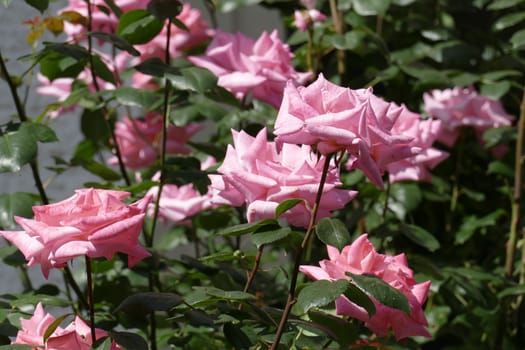 Pink climbing roses, dark background, Germany..