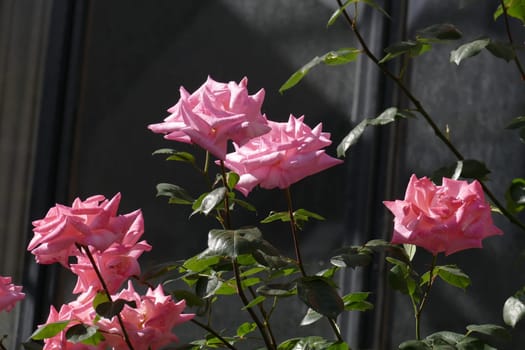 Pink climbing roses, dark background, Germany..