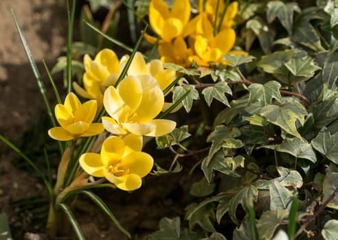 spring has come, anemones and crocuses in full bloom with bright yellow and white color
